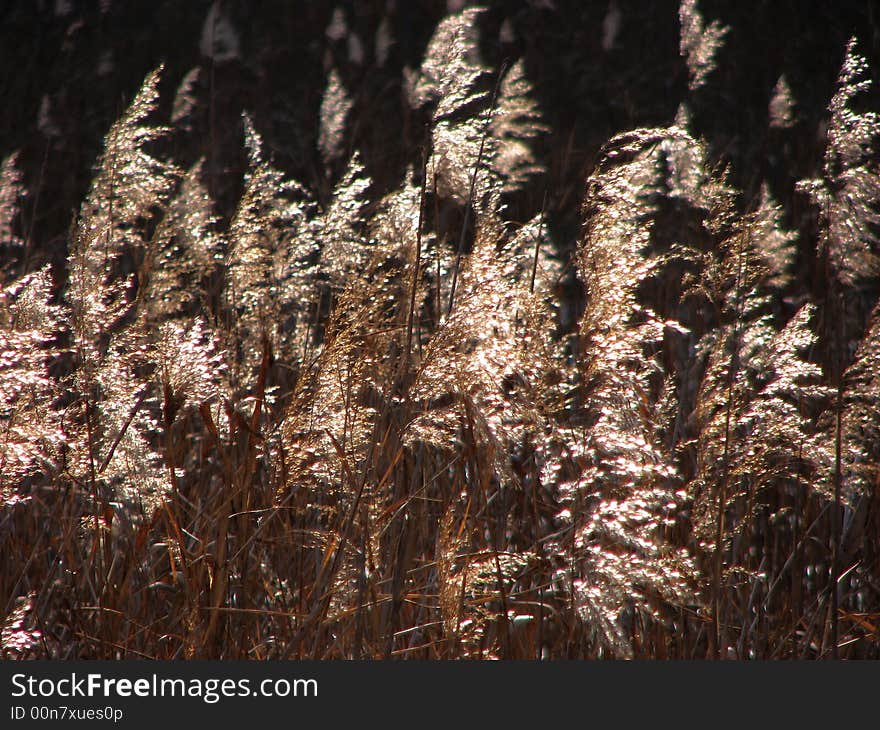 A bunch of reeds in a winter's good sunny day. A bunch of reeds in a winter's good sunny day