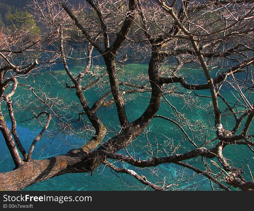 Leafless tree and crystal water