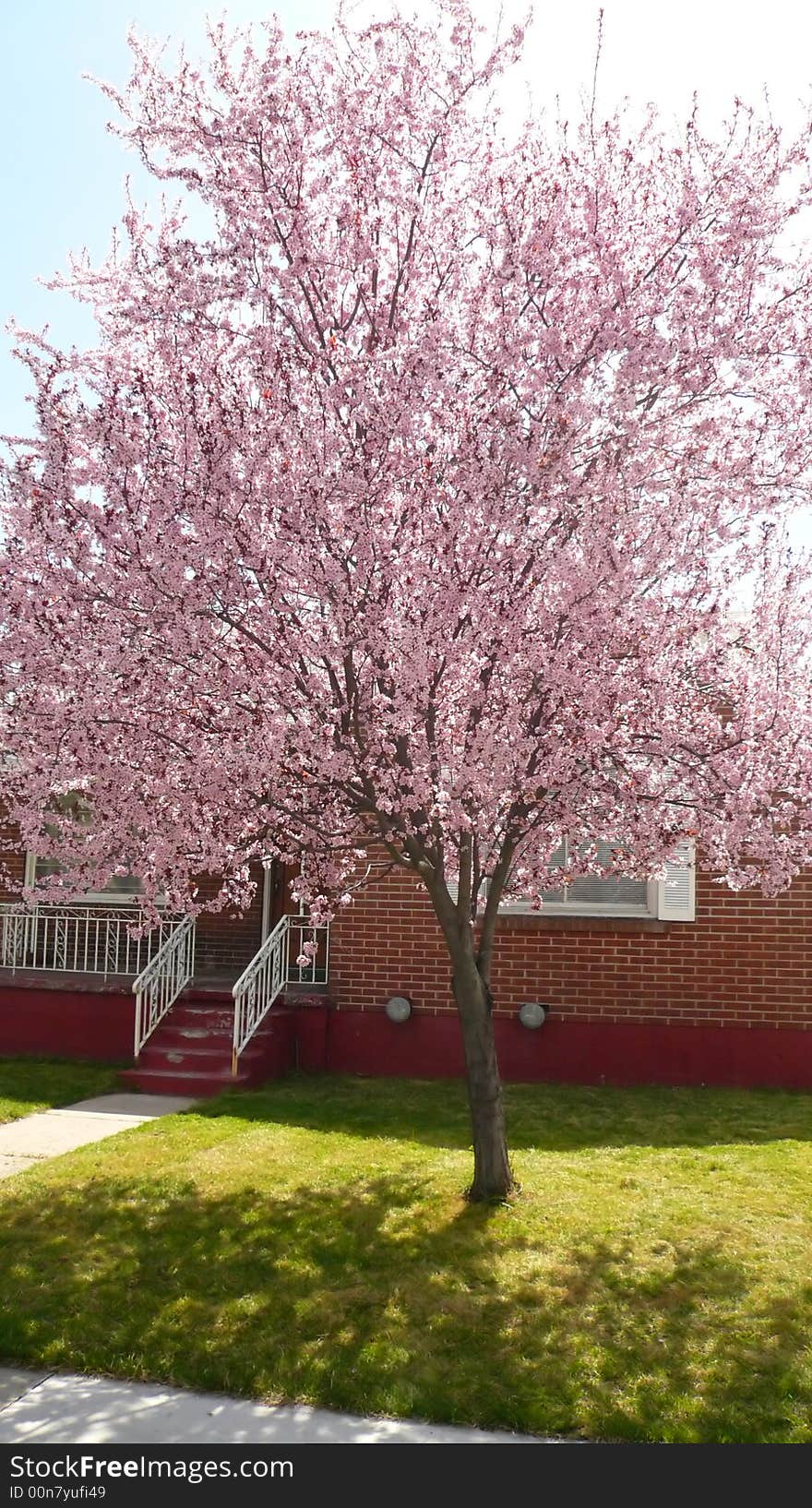 Pink blossoms on single tree with tree in front of residential brick house. Pink blossoms on single tree with tree in front of residential brick house