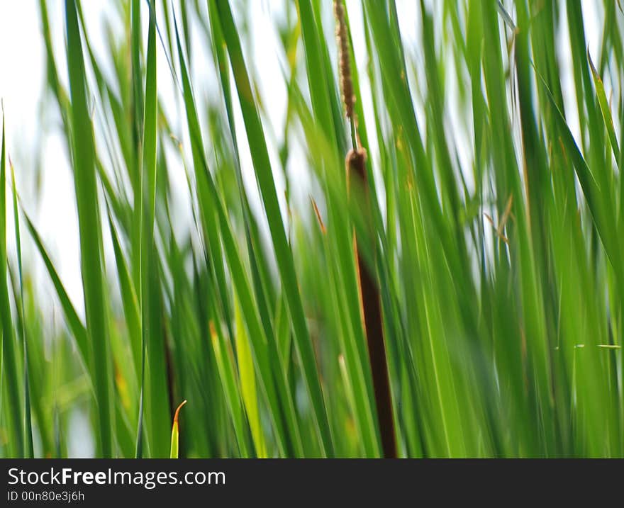 Green reeds in a pond. Green reeds in a pond