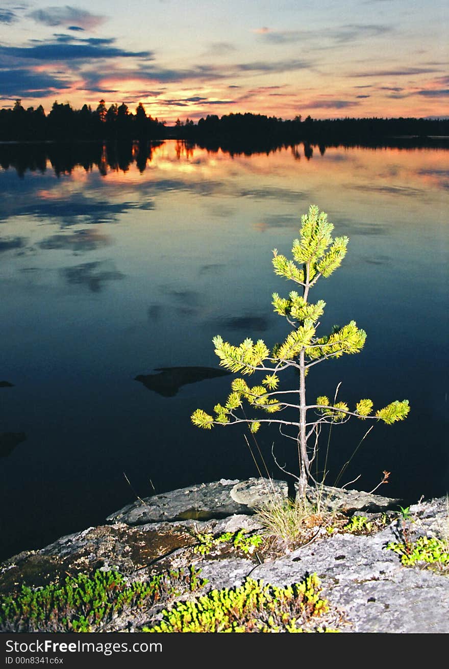 Lonely small tree on a rock