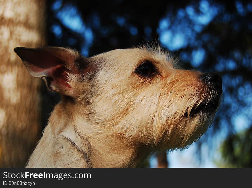 Dog watch the horizon