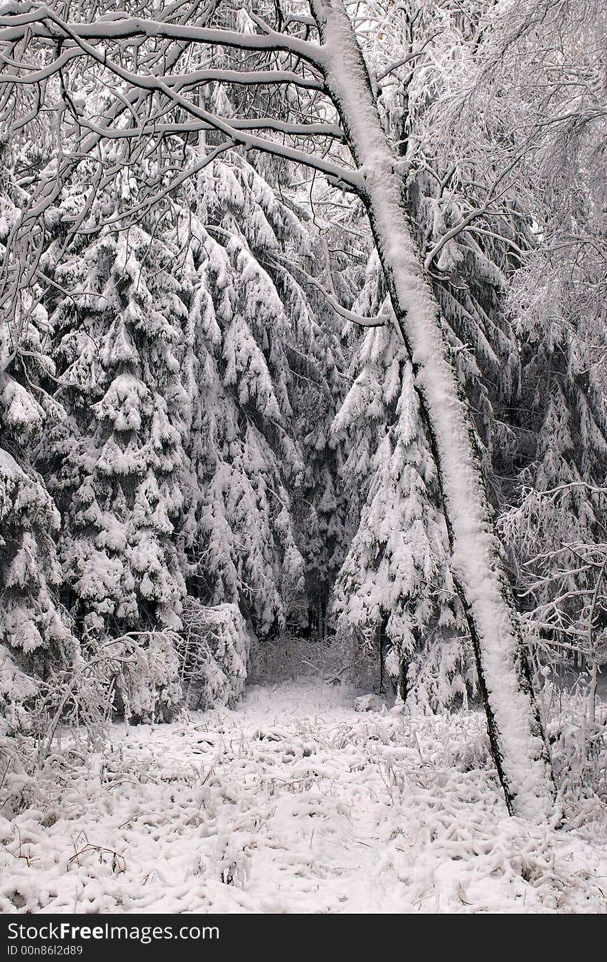 Winter forest