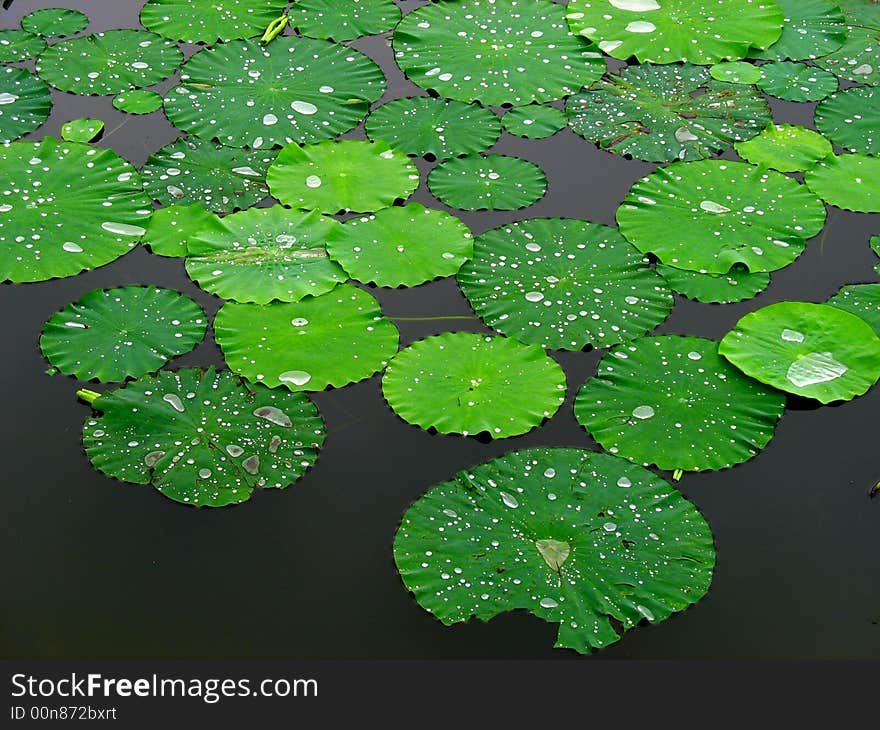 Lotus leaf