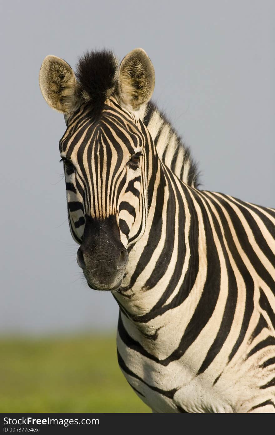 Burchells Zebra