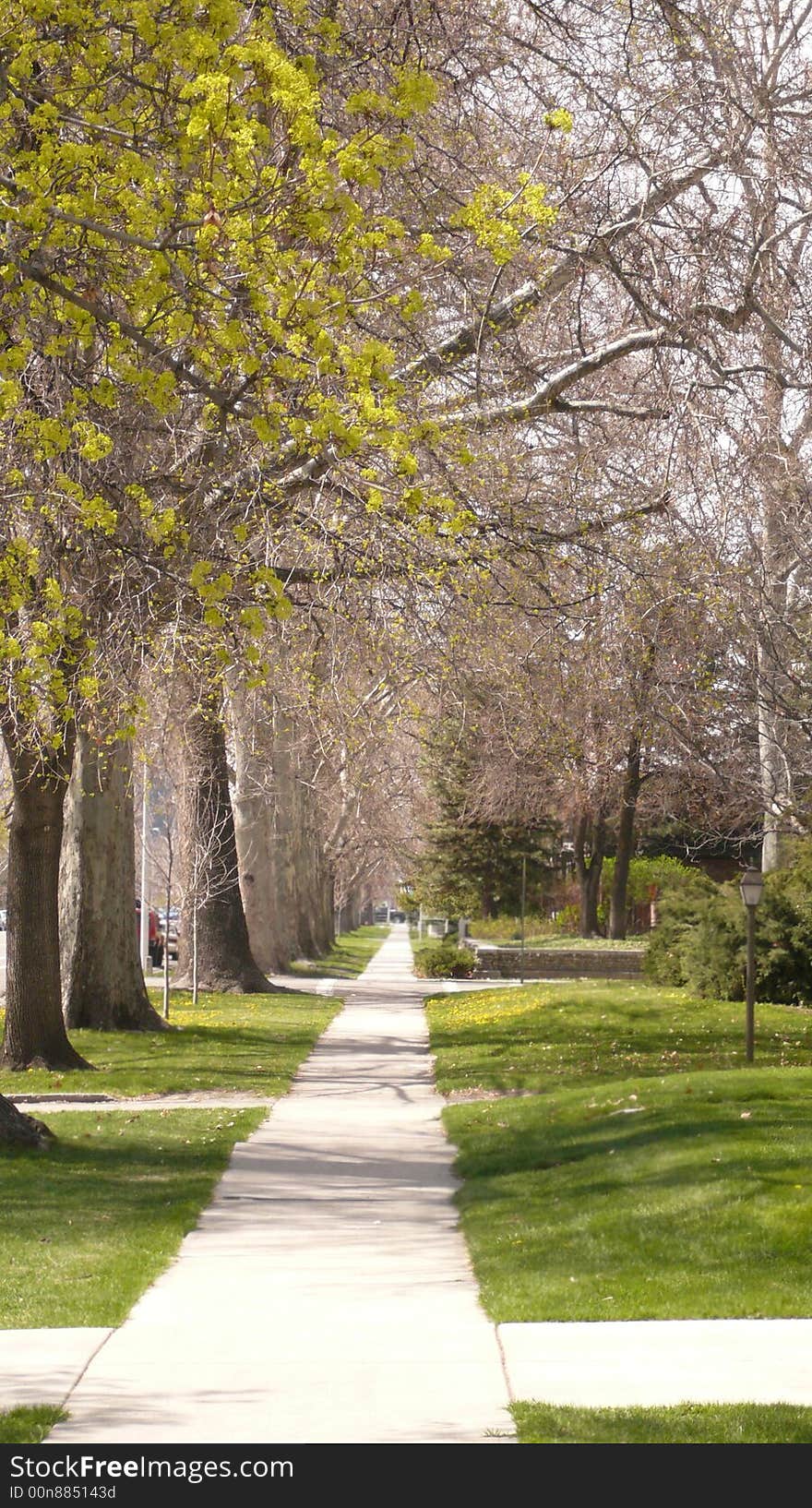 Front view of sidewalk with trees lined along pathway. Front view of sidewalk with trees lined along pathway