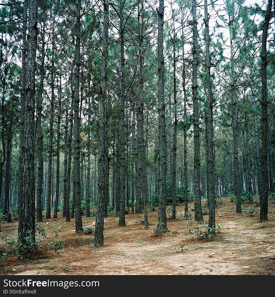 It is straight trees in forest. it is pinaster. See more my images at :)