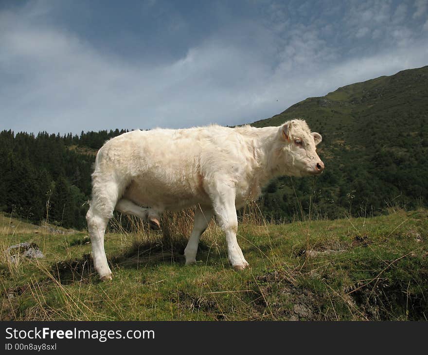 Young calf summering on mountain pastures. Young calf summering on mountain pastures