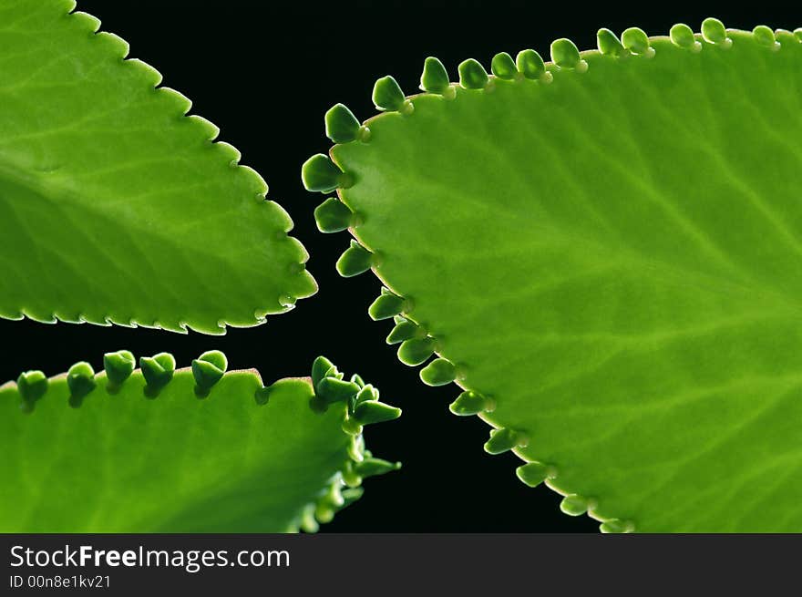 Green leaves with black background. Green leaves with black background