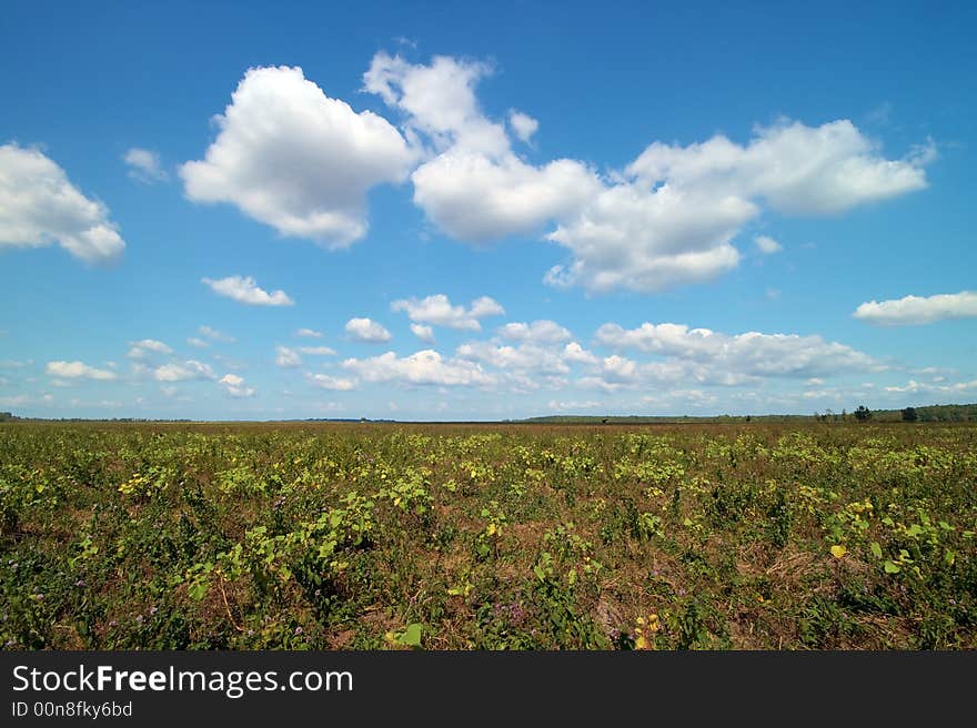 Meadow with blue sky