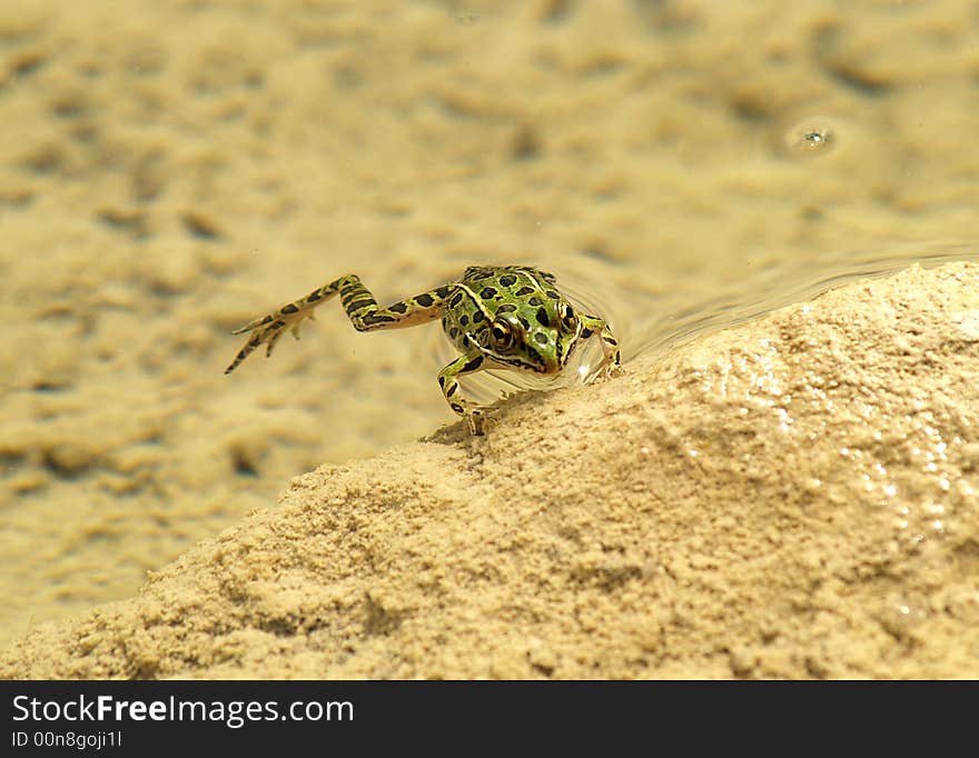 Leopard Frog Floating