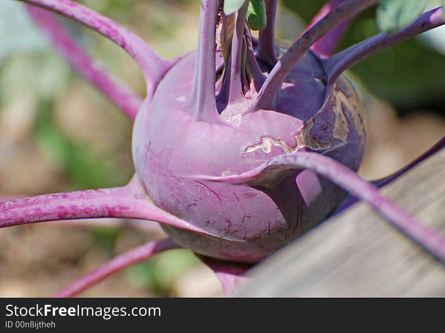 Kohlrabi