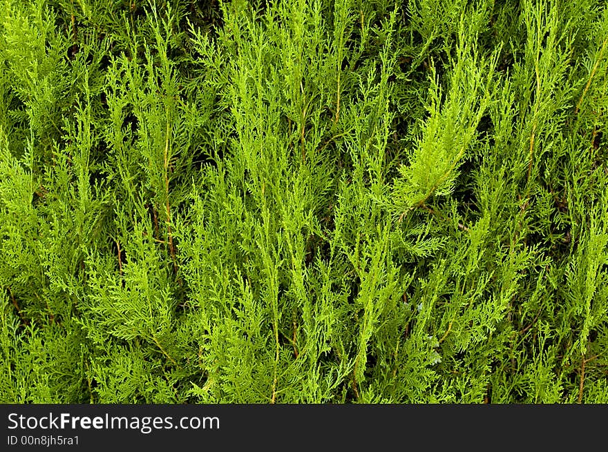 Bush Leaves