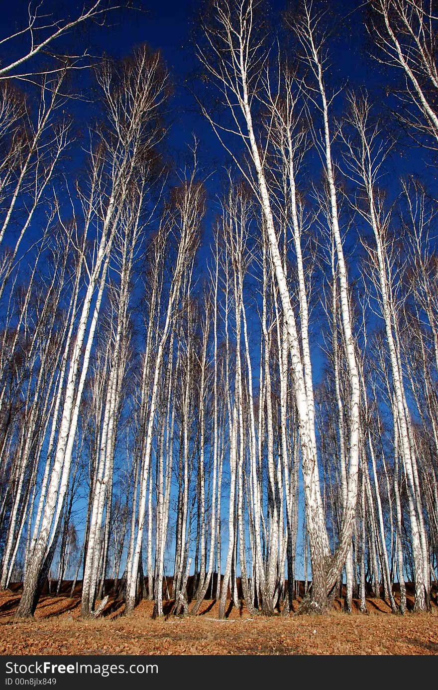 Vertical autumn trees under the blue sky. Vertical autumn trees under the blue sky