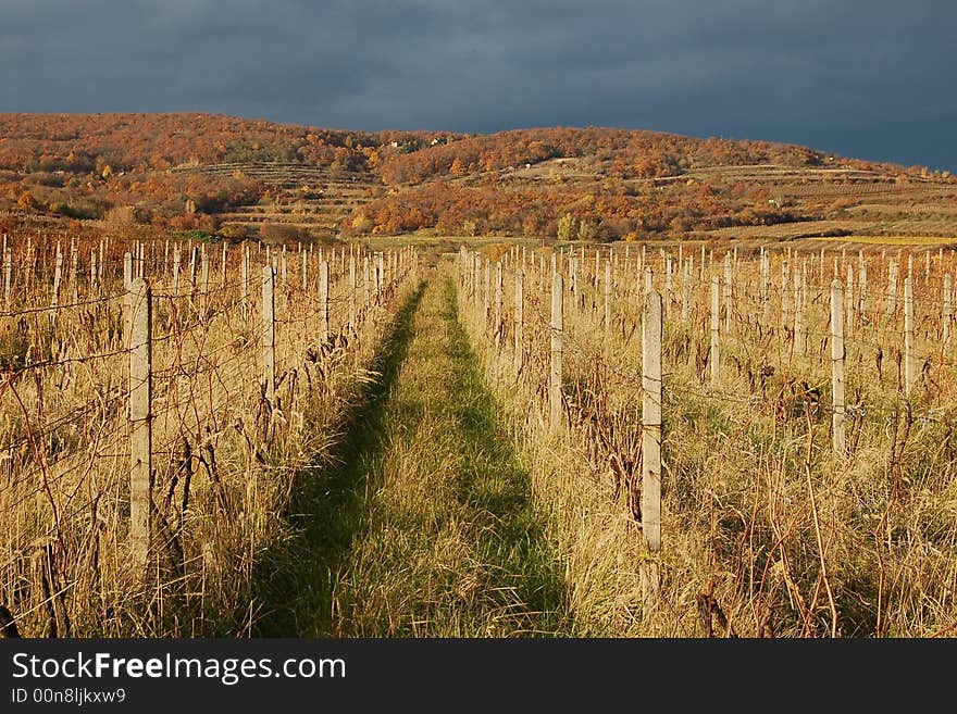 Vineyard After Harvest