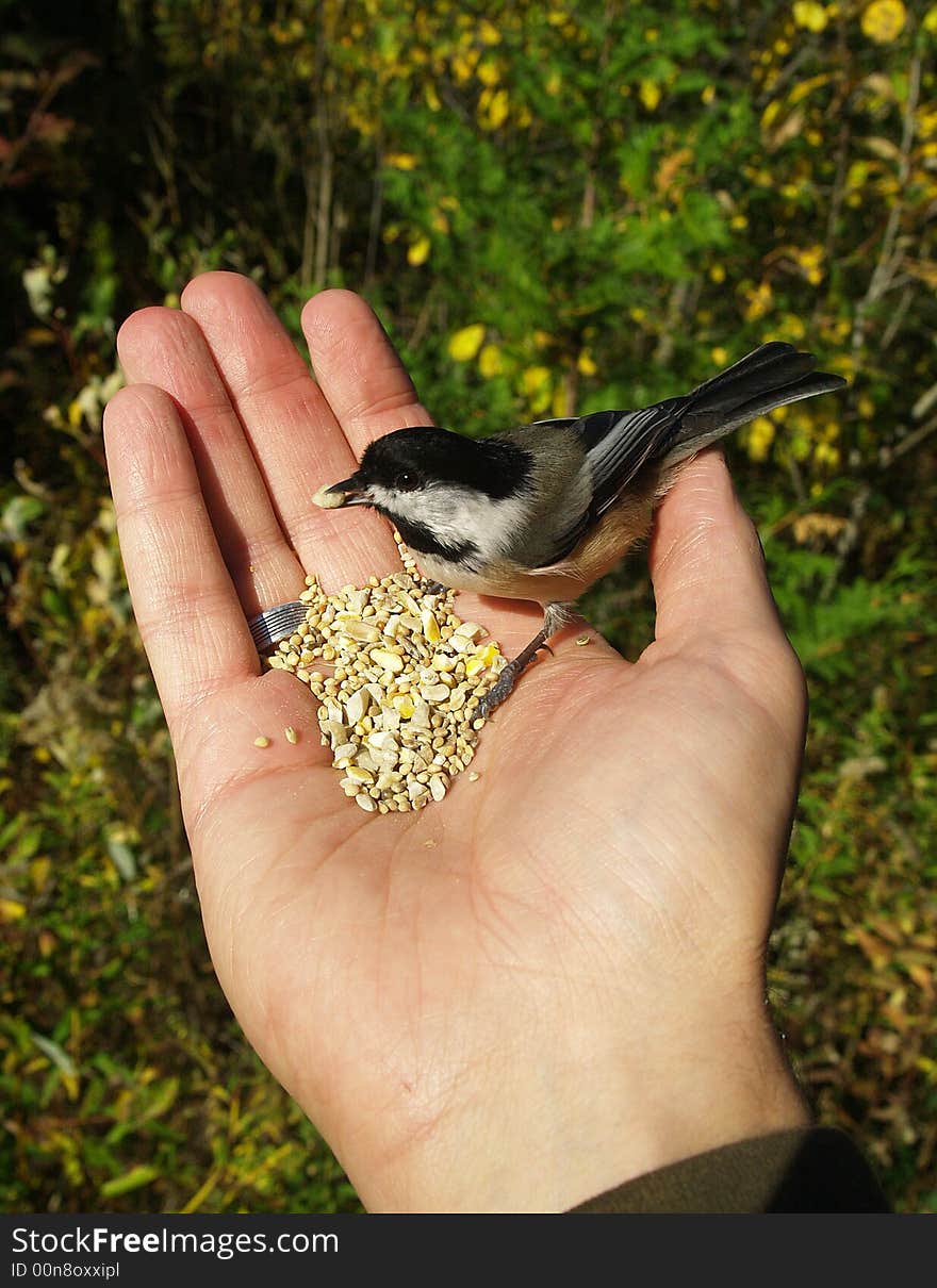 Bird Feeds From Hand