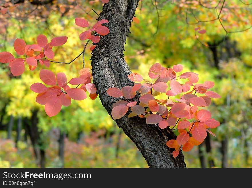 Autumn motive, park, mellow autumn