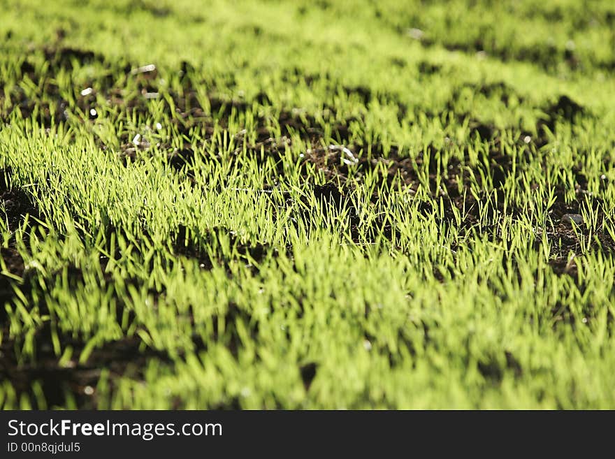 Landscape of young green sprouts