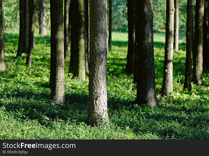 Trunks of trees in wood covered by  sun