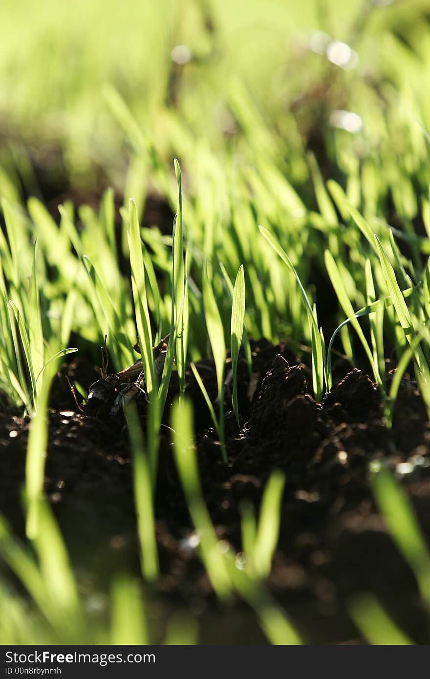 Detail of young green sprouts