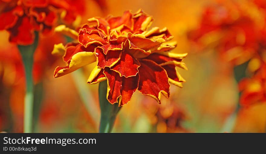 Beautiful french marigolds in the garden