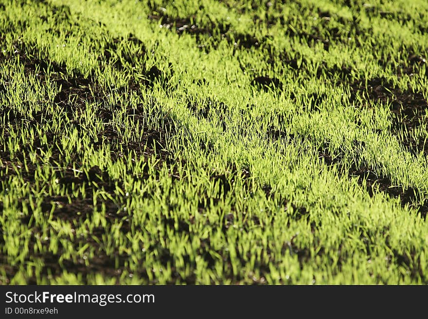 Landscape of young green sprouts