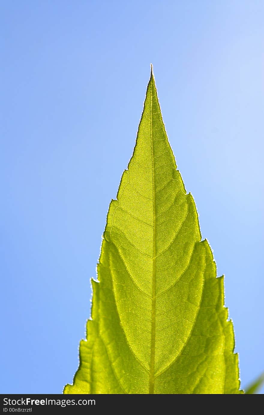 Foliage of plants covered by  sunlight in autumn park,  close up