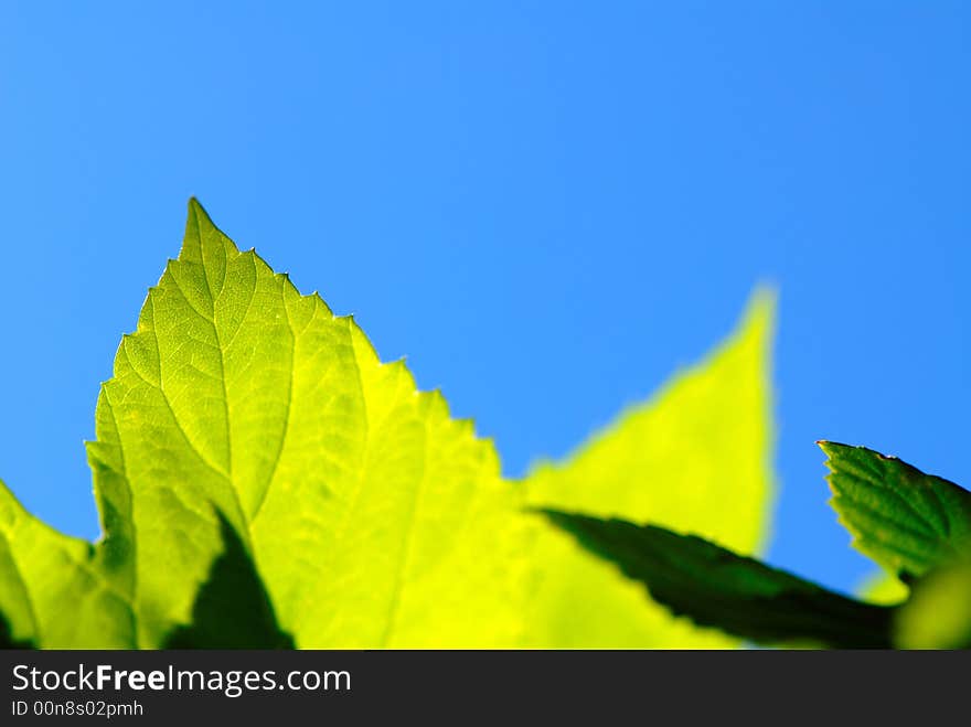 Foliage is green on  background of  dark blue sky