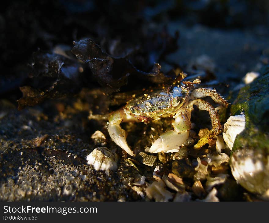 Tiny shore crab peeks out from under a rock during a sunset on a rock beach.