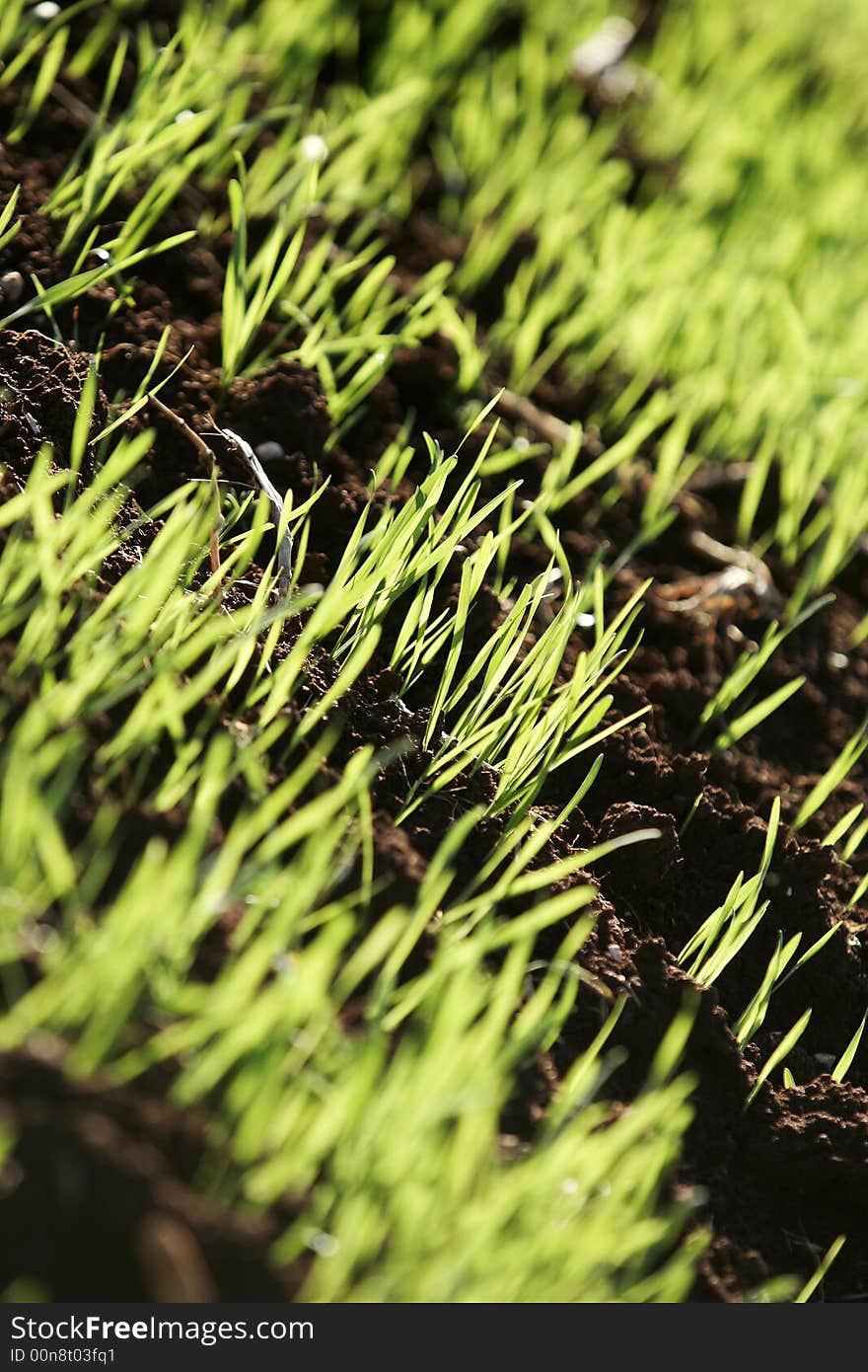 Detail of young green sprouts