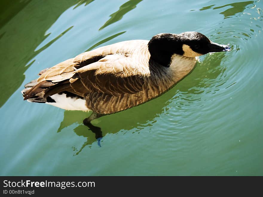 Large goose floating in the water, catching bugs and making ripples in the lake. Large goose floating in the water, catching bugs and making ripples in the lake.