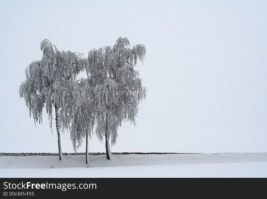 3 frosted trees