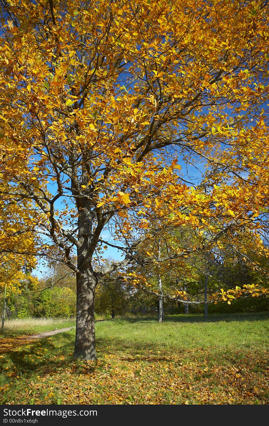 Oak with yellow leaves on a glade in an autumn sunny day. Oak with yellow leaves on a glade in an autumn sunny day