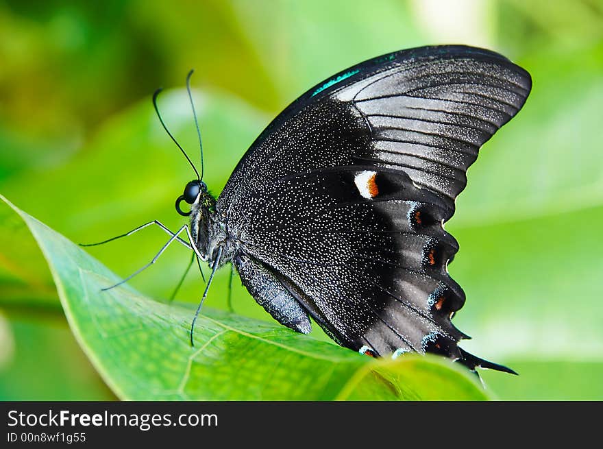 Beautiful butterfly