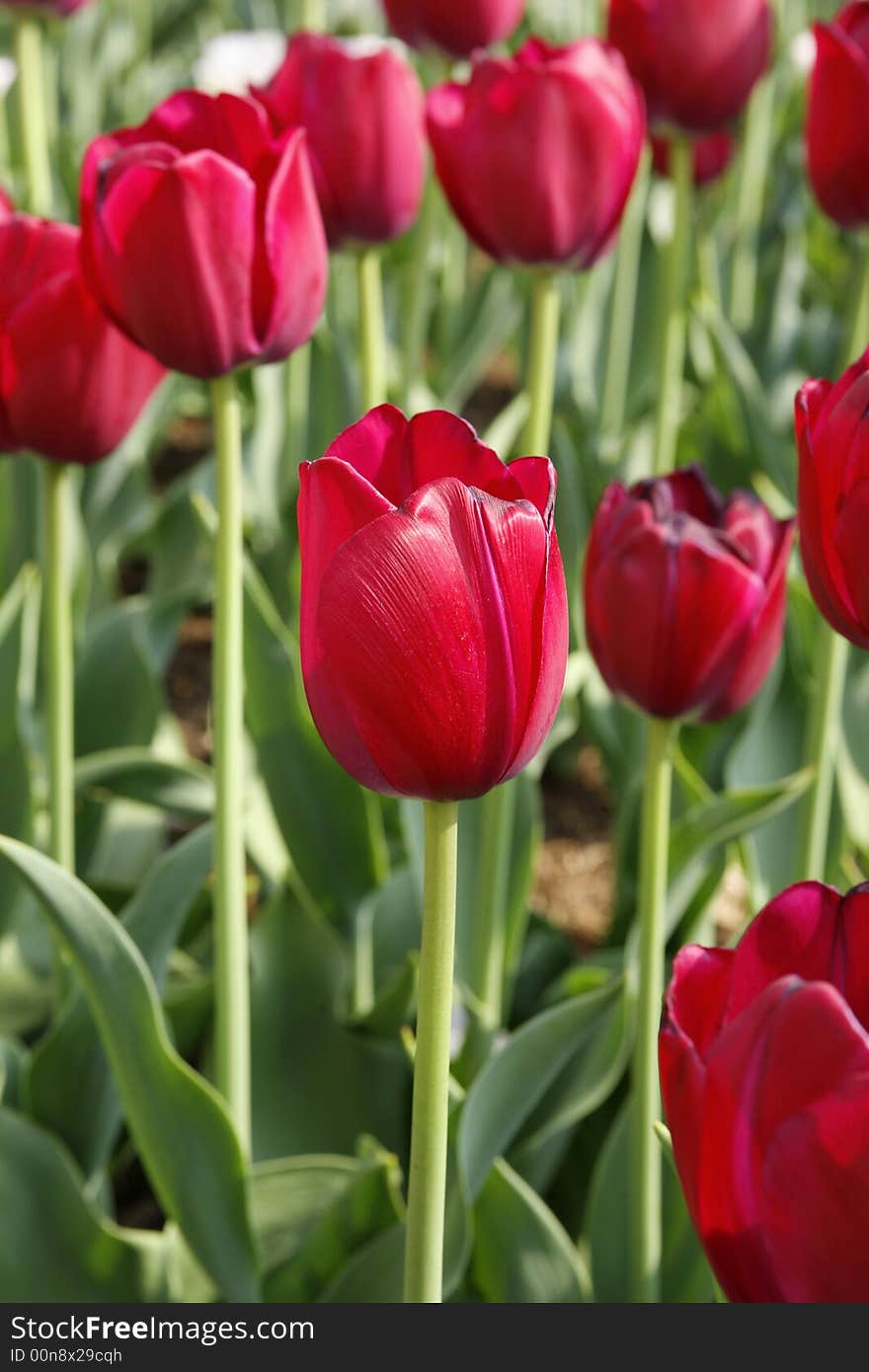 Field of red tulips in the garden. Field of red tulips in the garden