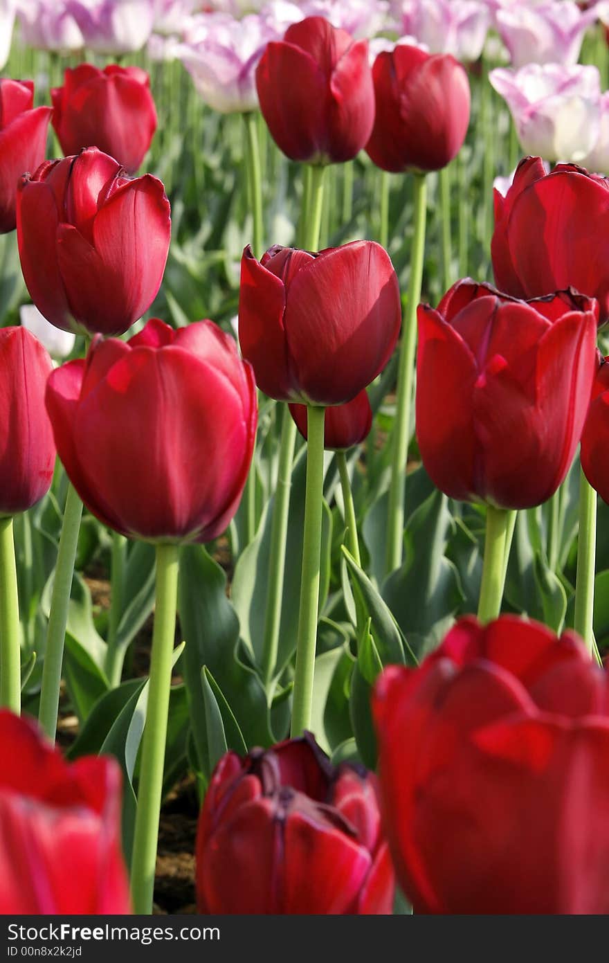 Field of red tulips in the garden. Field of red tulips in the garden