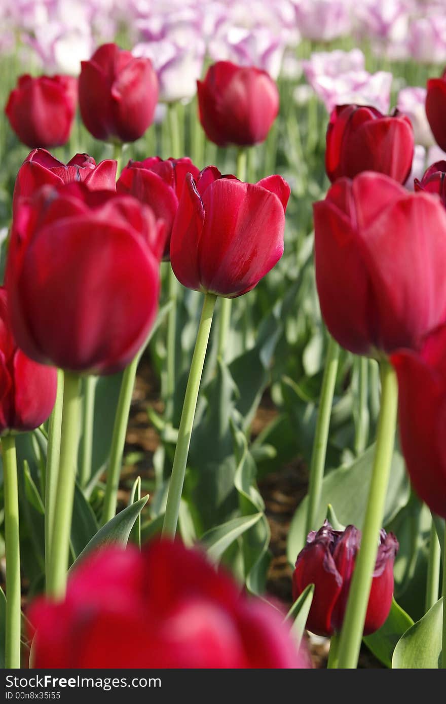 Field Of Tulips