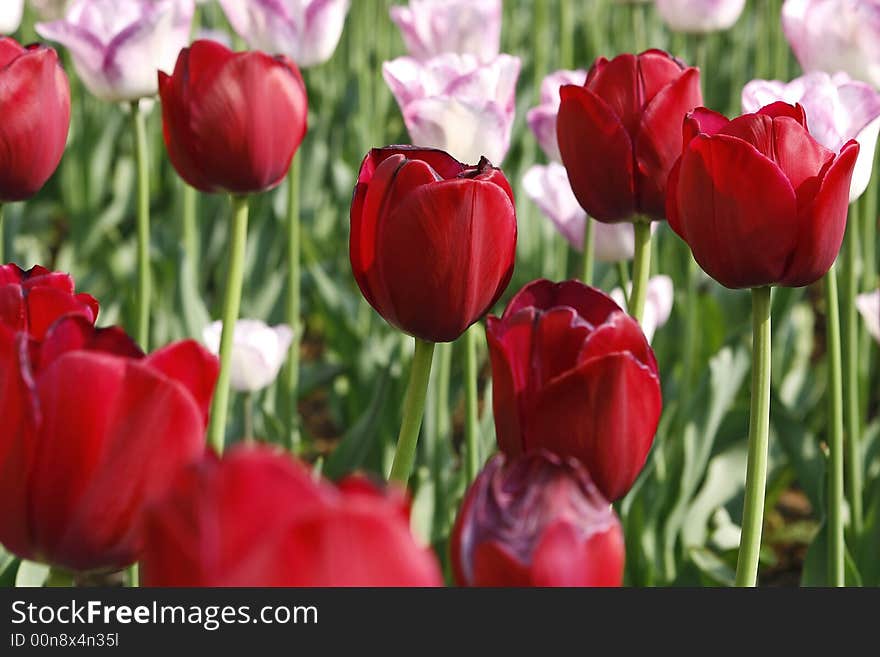 Field of tulips