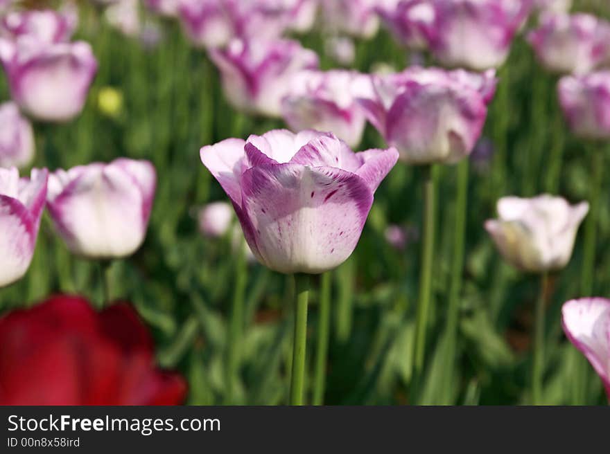 Field of tulips