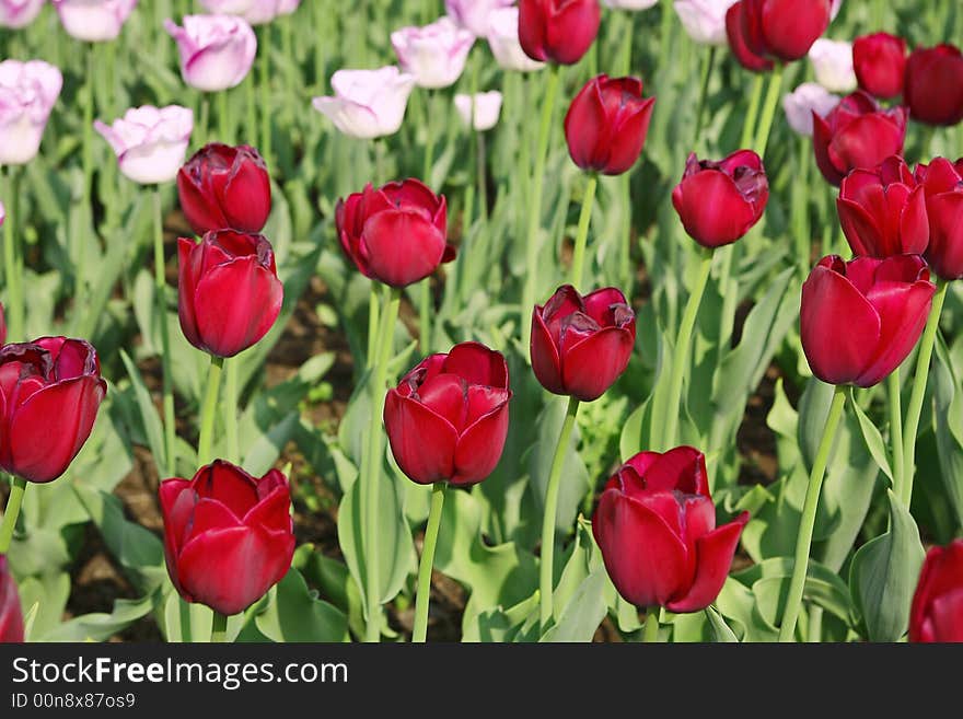 Field of tulips