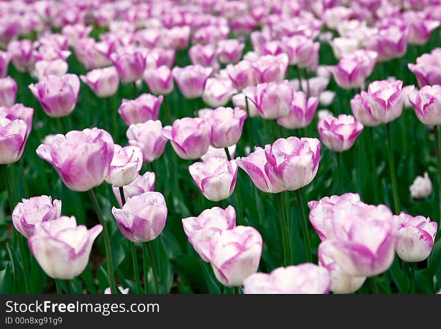 Field of tulips