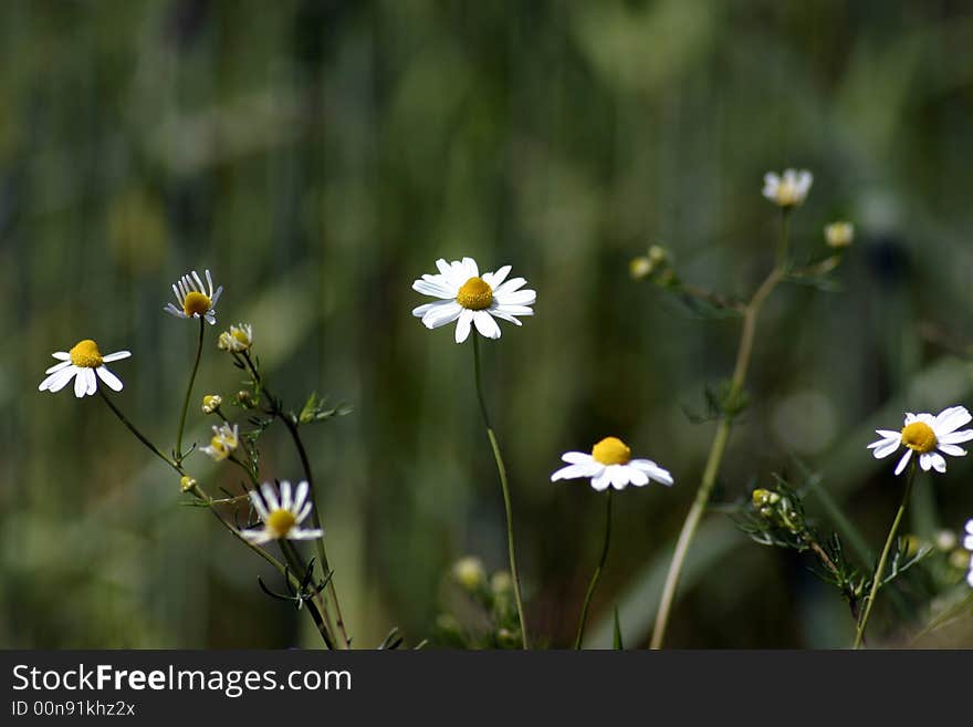 Daisy flowers grows on hayfield