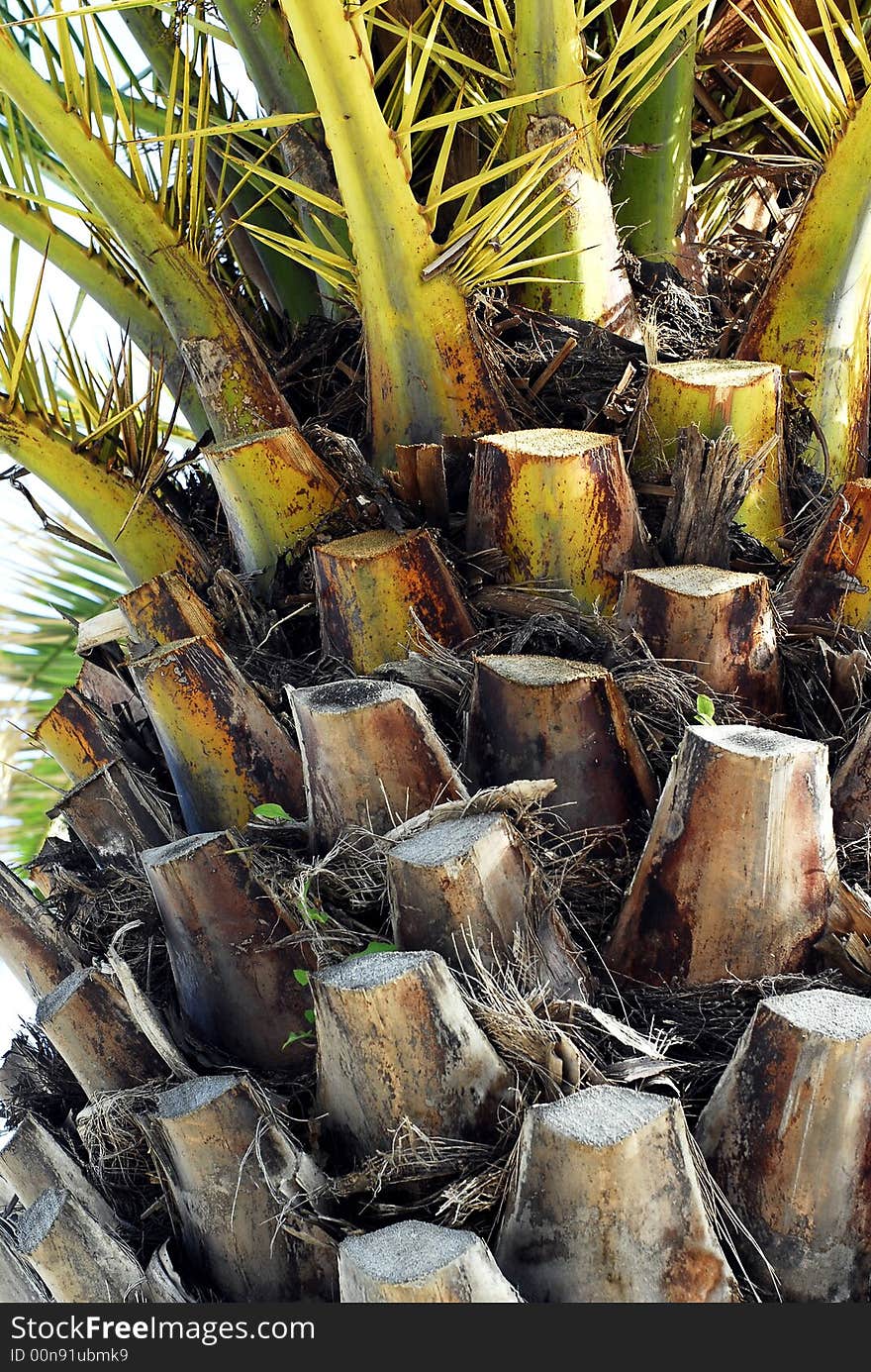 Bark of the palm tree