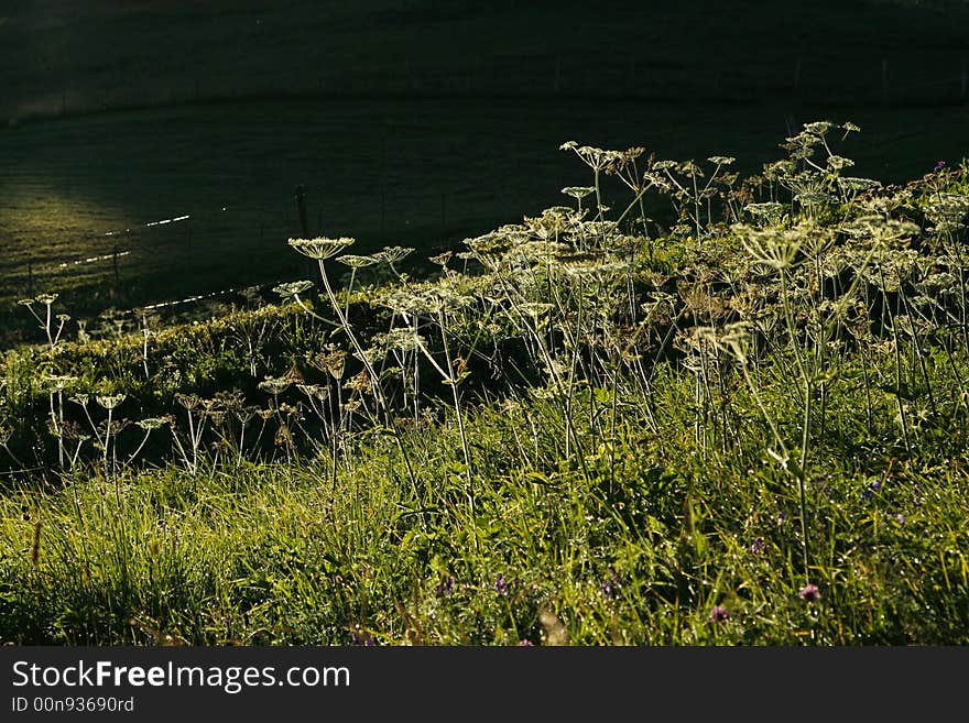 Dawn Meadow Sun