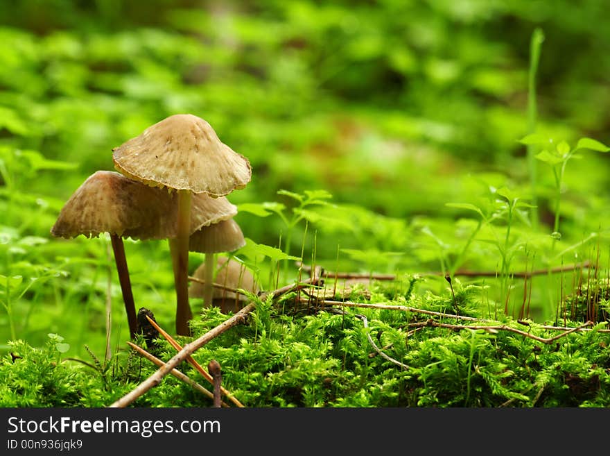 Mushrooms And Moss