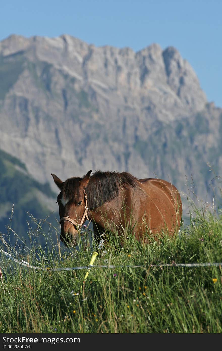 A chestnut horse approaches on a lush green alpine pasture, against a craggy granite peak in the background. A chestnut horse approaches on a lush green alpine pasture, against a craggy granite peak in the background.