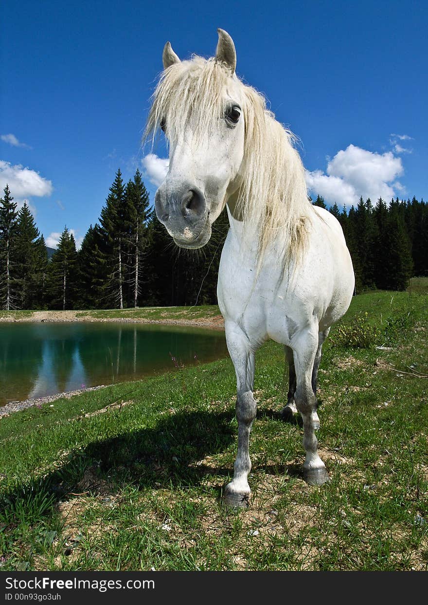 A curious white pony approaches with raised head and flared nostrils, in an alpine pasture, beside a lake. A curious white pony approaches with raised head and flared nostrils, in an alpine pasture, beside a lake.