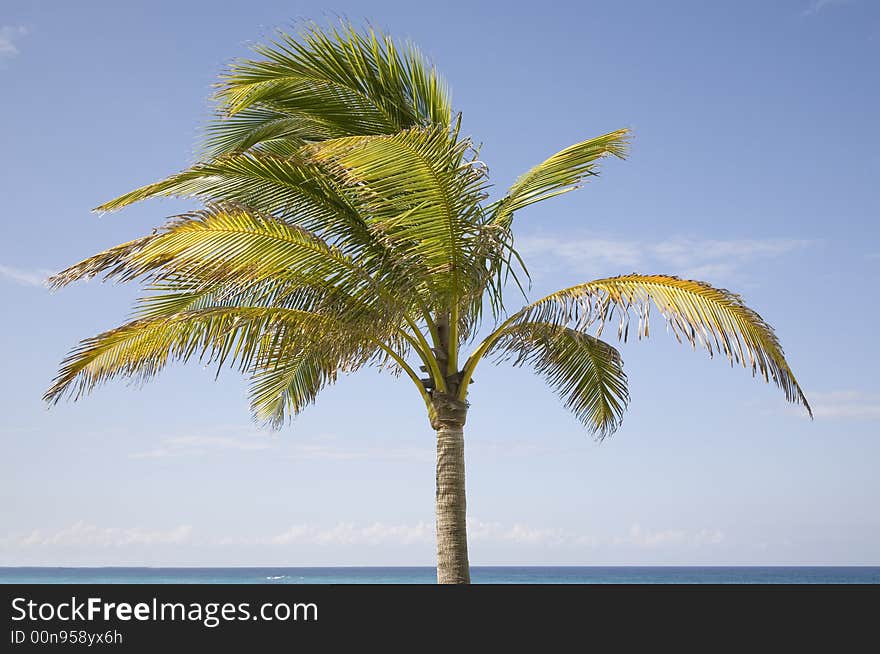 Isolated palm tree against a blue sky.