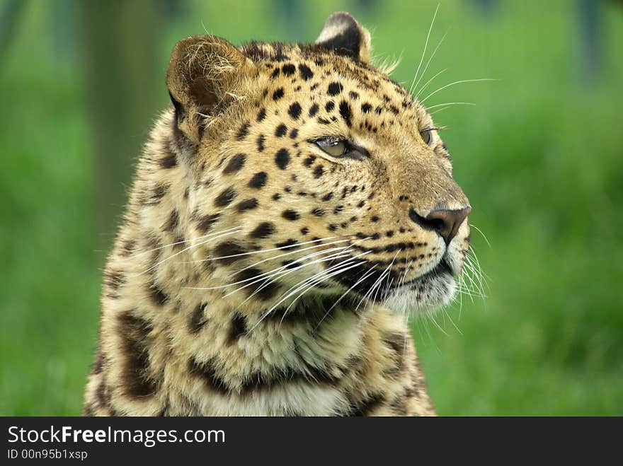 Portrait of an  Amur Leopard.