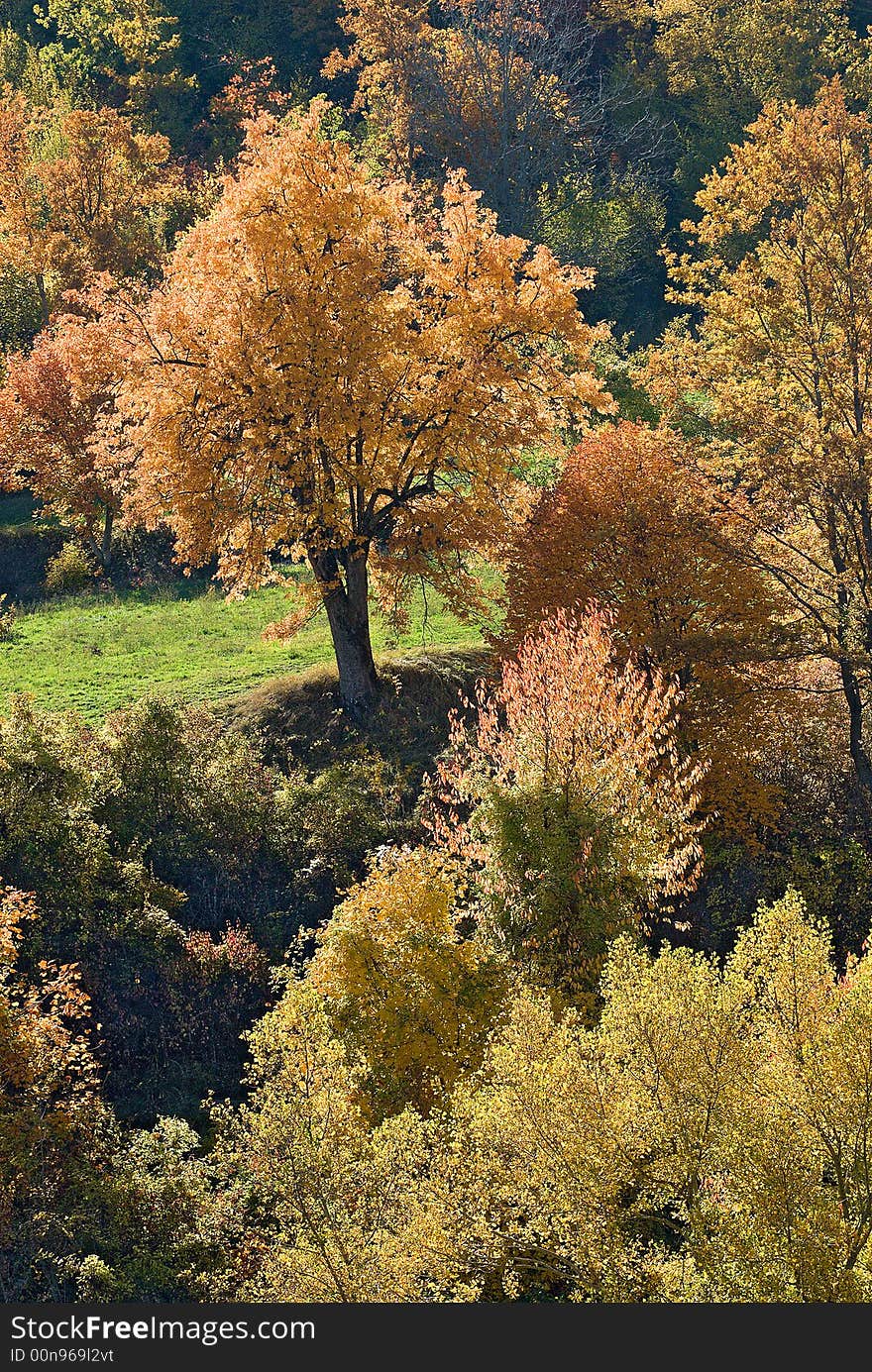 A colorful landscape in autumn with many colored trees illuminated in back-light. A colorful landscape in autumn with many colored trees illuminated in back-light